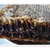 清风岭黑蜂巢蜜1.25kg 蜜质浓稠 口感甜美 入口香醇第3张高清大图