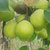 新疆库尔勒香梨14斤装  一级B 单果80-120g  新鲜水果 果园直发第3张高清大图