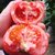 白鹿人家悦品鲜陕西有机西红柿2.5kg（仅限西安市区发货）第2张高清大图