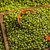 岗子峪有机绿豆420g  产自黑龙江原粮种植基地第5张高清大图