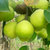 村夫之树新疆库尔勒香梨5斤装 特级B果 单果100-120g  新鲜水果 果园直发第5张高清大图